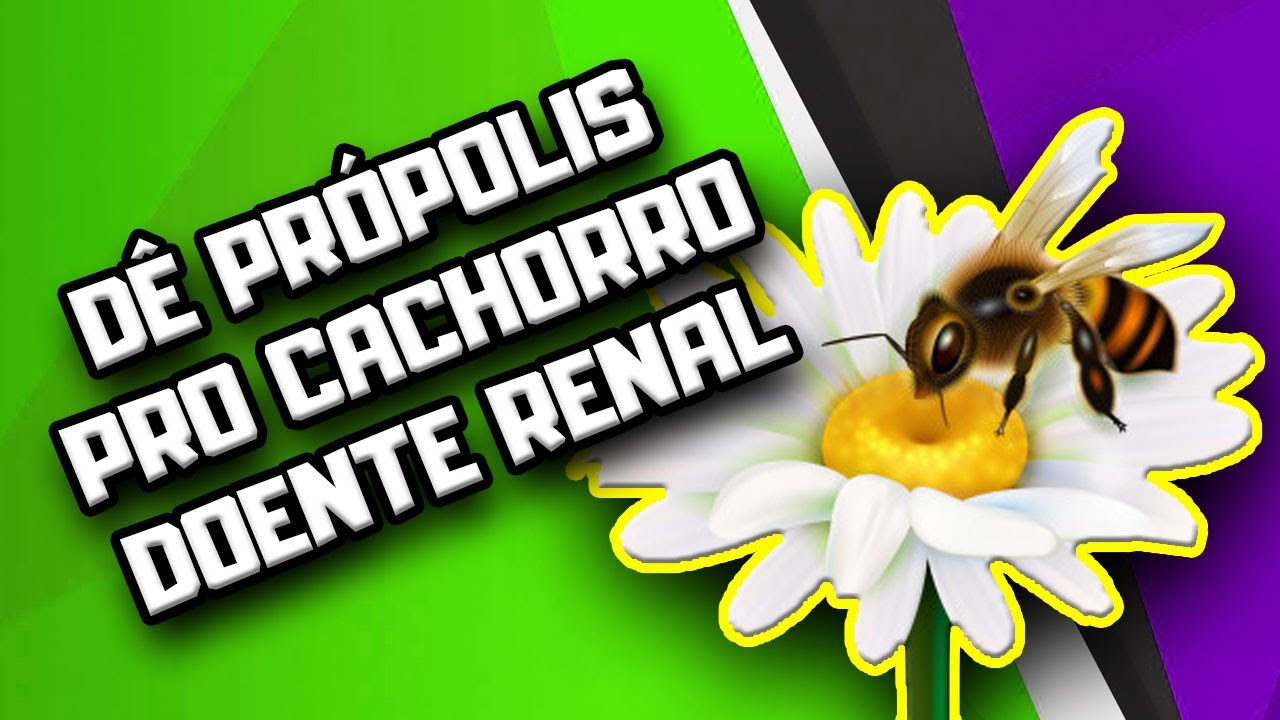 Dê Própolis para o Cachorro Doente Renal | Dr. Edgard Gomes | Alimentação natural para Cães