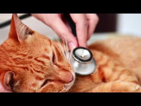 High Blood Sugar in Cats | Cat Care Tips