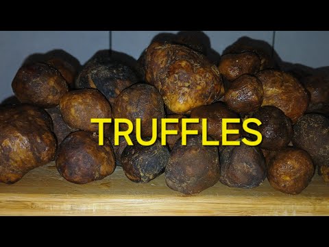 Countryside TRUFFLES - WHY ARE TRUFFLES SO EXPENSIVE 🤔