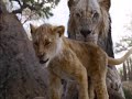 Happy Feet J B Eagle Style Part 4 Simba Has No Heartsong