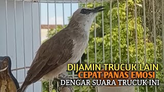 Download lagu Trucuk BETINA memanggil Jantan Suara Birahi Ngecuplik 100% pancingan trucukan gacor agar BUNYI EMOSI mp3