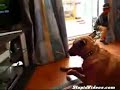 Pes bubenik (Tearon) - Známka: 1, váha: velká