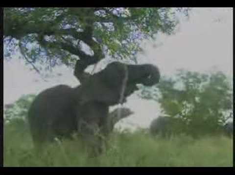 PIETER NAMES SOMALIA