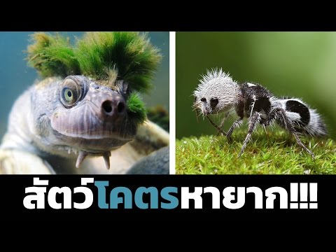เพิ่มขึ้นถ้า Novinet หน้าอก หน้าอกหย่อนคล้อยขนาดเล็กโป๊