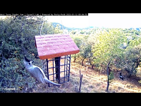 Kinglet And Titmouse Nibble On Suet Front And Center – Jan. 12, 2023