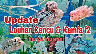 Download lagu Update: Prices for Cencu and Kamfa flowerhorn fish f2. #cencuflowerhorn #kamfaflowerhornfish #flo... mp3