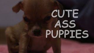 Cute Ass Puppies