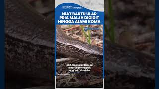 Niat Ingin Bantu Ular di Jalanan, Pria Ini Malah Digigit hingga Alami Koma, Begini Kondisinya Kini