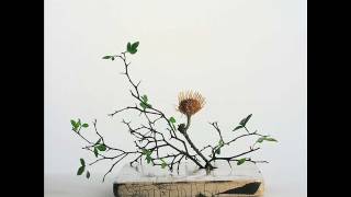 Mark Barrott - Schopenhauer’s Garden