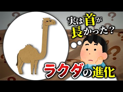 ラクダについて詳しく解説