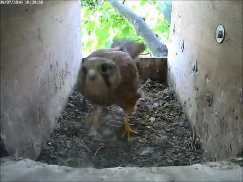 Kestrel chick gets hunting practice in the nest box