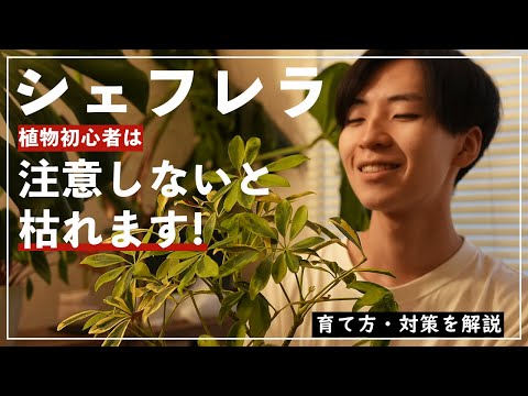 シェフレラ、ラディアント アラリア 植物