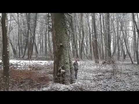 Močvirski taksodij (Taxodium distichum), dvorec Golubovec, Hrvaška
