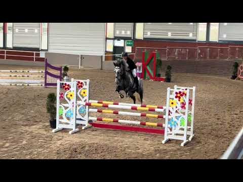 🌟Outstanding 7-Year-Old Grey Mare 🌟 - Image 2