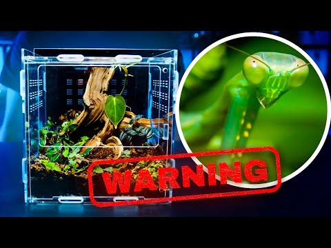 Making A Terrarium For A Beautiful (And Brutal) Praying Mantis