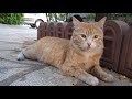 Cute Orange Cat Meowing Loudly Because It Was Hungry Orangecats Hungrycats Landofcats