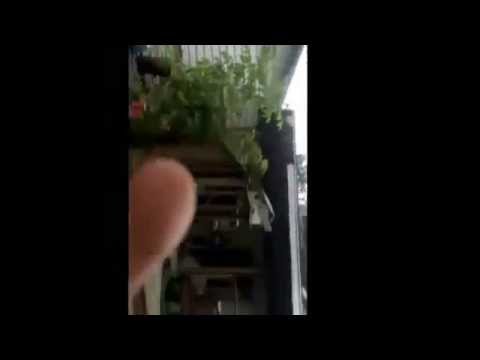 Rico Harris -  Over The Garage, Glass!!!!