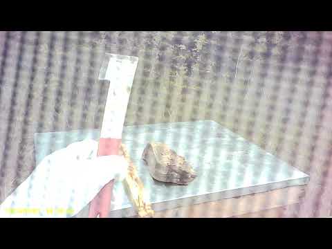 Bella Bees hive inspection day video thumbnail