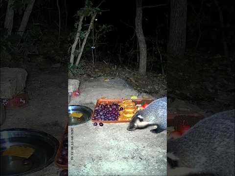 भालू फंसाने के लिए बिछाया जाल ~ mini wood toy woodworking art skill new wood hand craft #shorts​