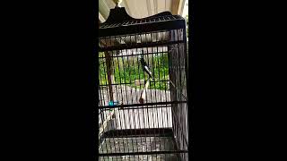 Download lagu Kacer isian kenari mp3 Download lagu Kacer isian kenari mp3