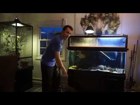 Apartment 75 Gallon Turtle Aquarium Water Change