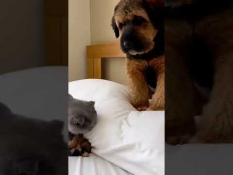 The Bully Cat Freezes When the Lakeland Terrier Mom Walks In
