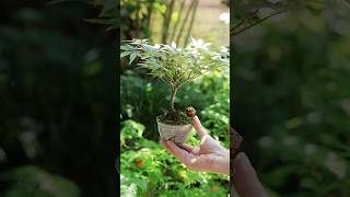 赤から緑へ、新緑のモミジの湯吞みミニ盆栽 #bonsai #盆栽 #nature #garden