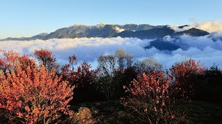 阿里山国家森林遊楽区 小笠原山観景台