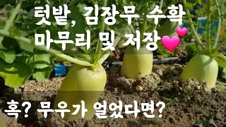 김장무 수확 마무리 및 저장