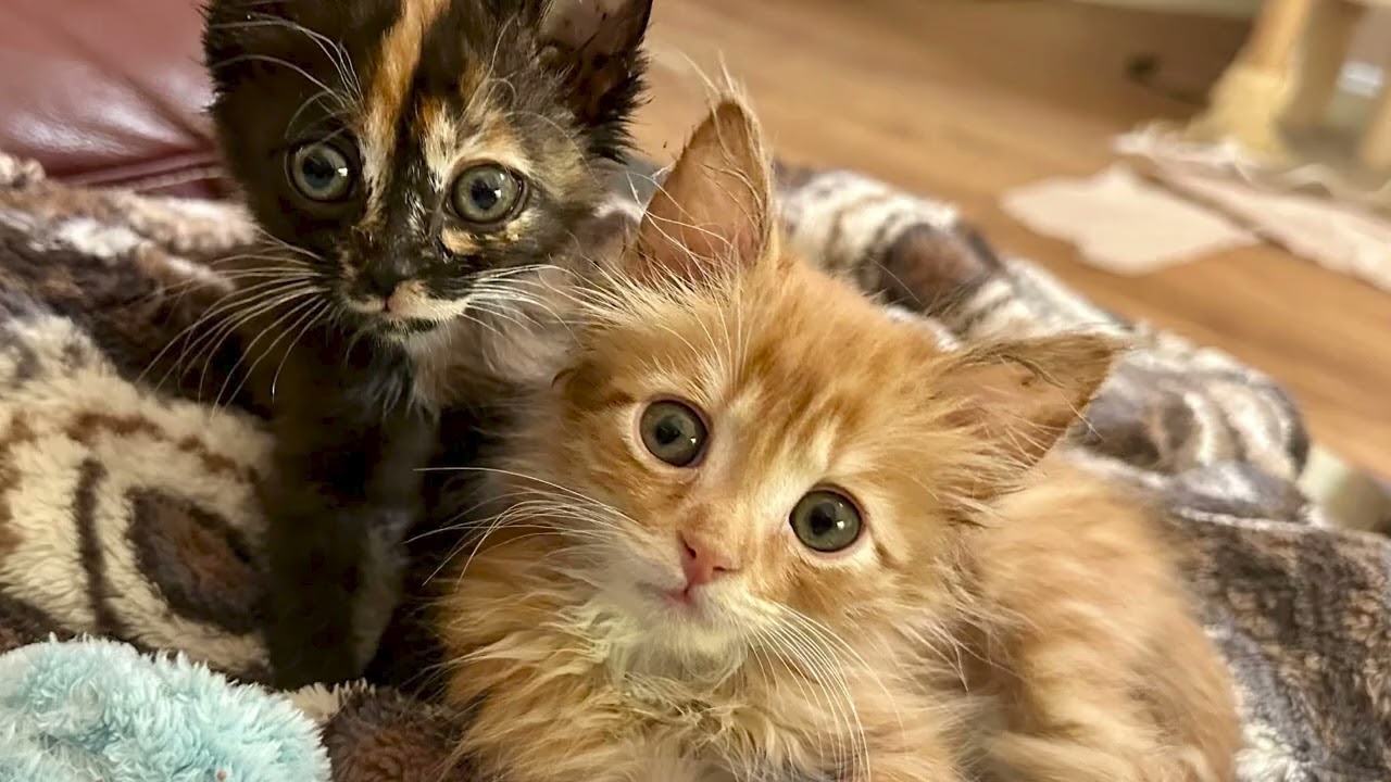 From Kittens to Community: How Animal Outreach is Transforming Animal Welfare