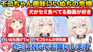 フワモコ3周年凸にみこち登場+モコちゃんの特殊な趣味を聞いてセミNGを出す【ホロライブ/フワモコ/さくらみこ/切り抜き】