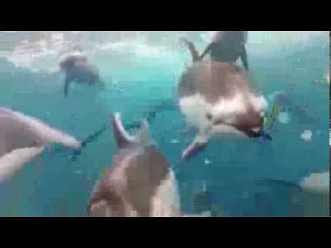 DiegoMolinams - Dolphinz (Original Mix) [Music Video]