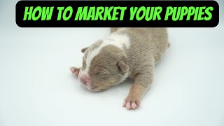 Marketing Your Puppies