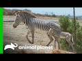 Helping Preserve The Grevy S Zebra Population The Zoo San Diego