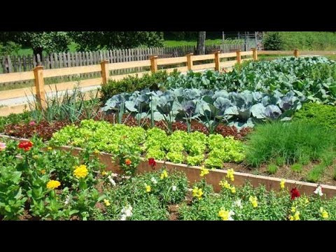 Why it is important to follow the crop rotation of growing vegetables and how to do it