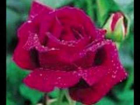 My Lovely Rose Of Clare!