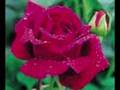 My Lovely Rose Of Clare! 
