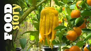 Thumbnail del capítulo