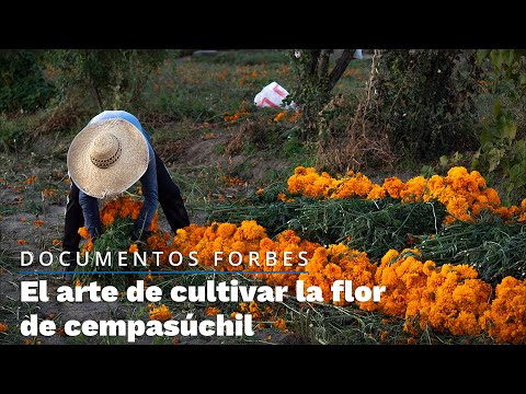 El arte de cultivar la flor de cempasúchil