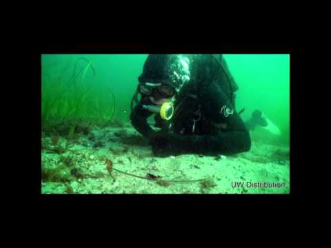 Citizen scientists spot rare seahorse in Canadian waters