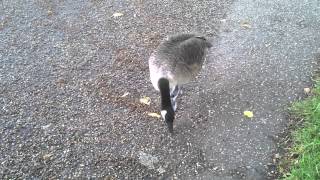 preview picture of video 'A Canada Goose at Beccles Marina'