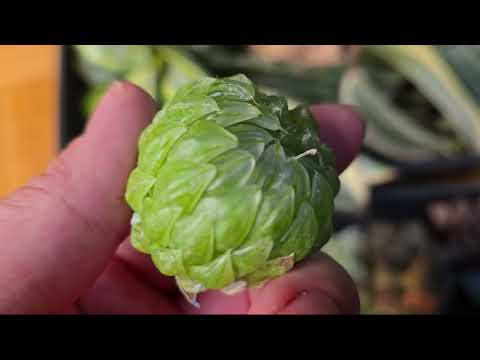 Thang Plants Succulent March's Pre-Orders 2025