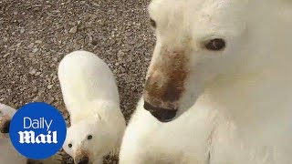 Polar bear swats away drone as she gets protective over cubs - Daily Mail