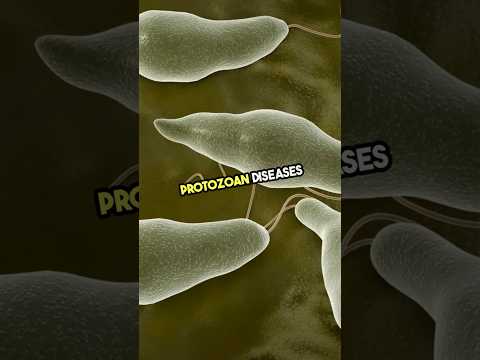 How Many People REALLY Die From Protozoa Every Year? #protozoa #infection