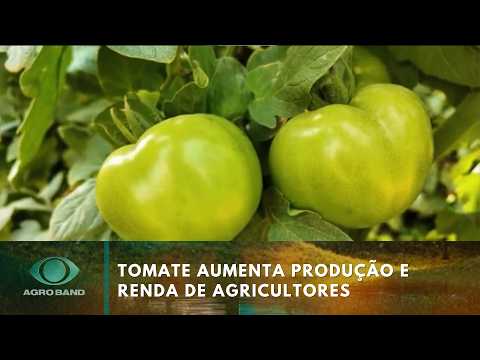 Tomate aumenta produção e renda de agricultores no Espírito Santo | Agro Band