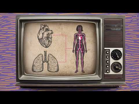 Brain Basics: Panic attack Part 2 - An emergency response to danger