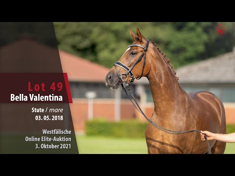 Online Elite-Auktion Lot 49 Bella Valentina Stute v. Benicio - Florencio I