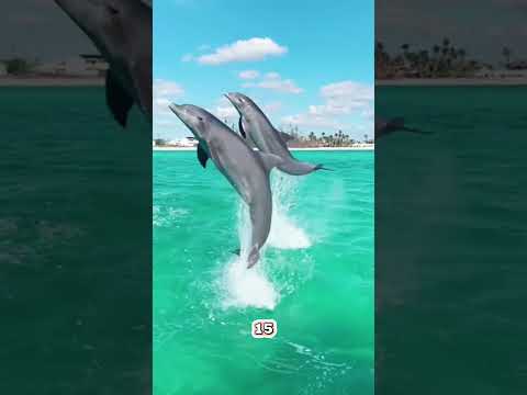 The Amazing Reasons Dolphins Jump Out of Water!