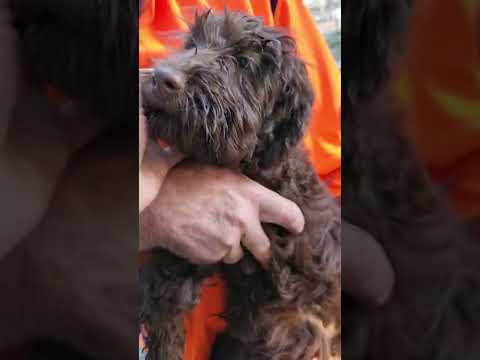 Kalinda Cobbberdog boys. Theo (choc ), Frank and Clifford