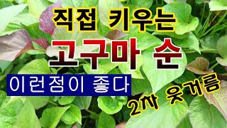 [텃밭농부.1,002] 고구마순을 직접 키우면 좋은점.  2차 웃거름 주기